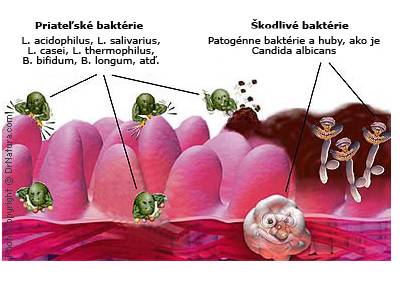 probiotika_obr_dobre